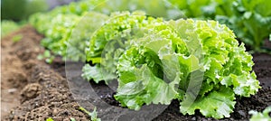 Lush green lettuce thriving in a controlled greenhouse environment, growing vibrantly