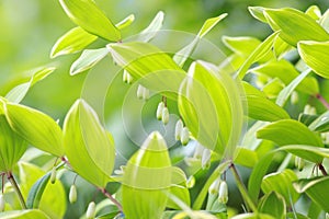 Lush green Leucojum plant