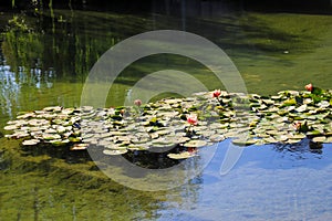 Esuberante verde giglio pastiglie un rosa Acqua giglio galleggiante sul da profondo verde più vicino calcolo ponte 