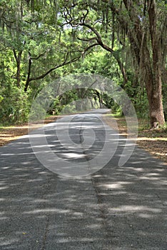 Lush green live oaks