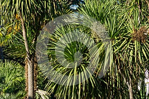 Lush green long leaves on trunk Cordyline australis, commonly known as cabbage tree or cabbage-palm