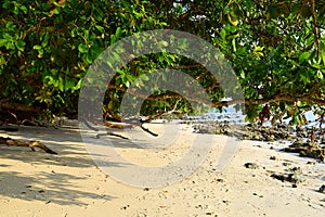 Lush Green Mangrove Tree on Sandy Beach, Havelock Island, Andaman Islands, India