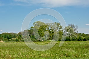 Lush green meadow and forest in Bourgoyen nature reserve, Ghent