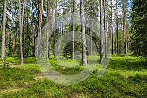 Lush green meadow with tall pine trees