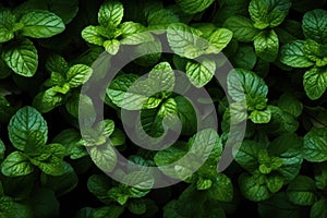 Lush Green Mint Leaves Background. Generative AI