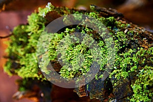 Lush Green Moss on Decaying Log - Forest Close-Up