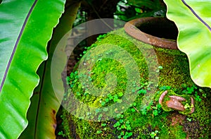 Lush green moss forest with old tree with fern pattern.