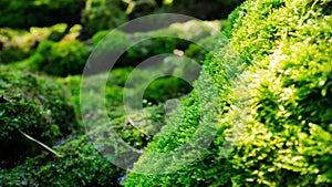 Lush green moss forest with old tree with moss. Background