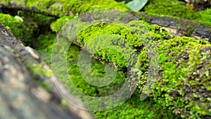 Lush green moss forest with old tree with moss. Background