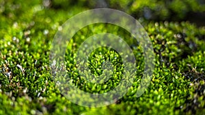 Lush green moss in topical forest country nature gackground copy space