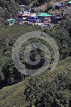 lush green mountain village and tea garden, located on himalayan foothills near darjeeling hill station