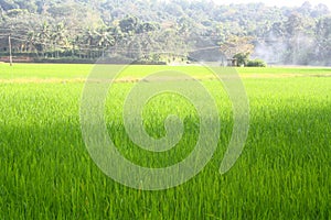 Lush Green Paddy Field