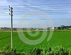 Lush green paddy fields on the outskirts of Davengere