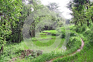 Lush green paddy fields & rice cultivation photo