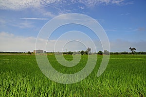 Lush green paddy in rice field.