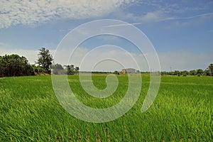 Lush green paddy in rice field.