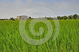 Lush green paddy in rice field.