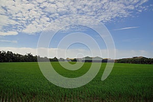 Lush green paddy in rice field.