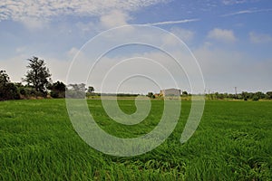 Lush green paddy in rice field.