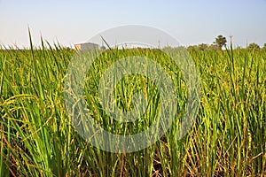 Lush green paddy in rice field.