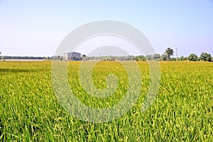 Lush green paddy in rice field.