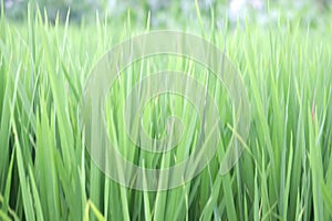 Lush green paddy in rice field. Soft spring and Summer Background. Blurry nature abstract backgrounds