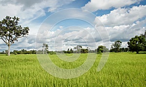 Lush green paddy in rice field. Spring