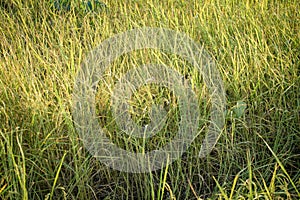 Lush green paddy in rice field. Spring