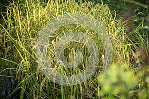 Lush green paddy in rice field. Spring