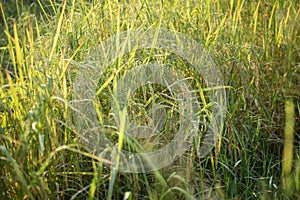 Lush green paddy in rice field. Spring