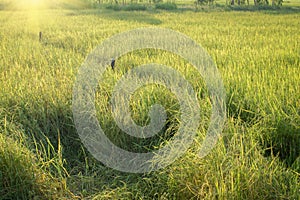 Lush green paddy in rice field. Spring