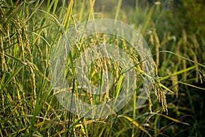 Lush green paddy in rice field. Spring