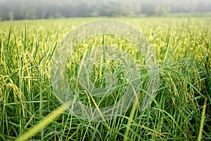 Lush green paddy in rice field. Spring