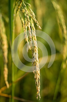 Lush green paddy in rice field. Spring