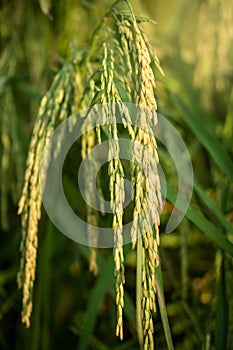 Lush green paddy in rice field. Spring