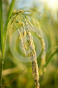 Lush green paddy in rice field. Spring