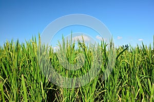 Lush green paddy in rice field. Spring and Autumn Background