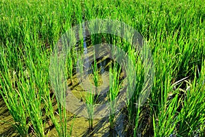 Lush green paddy in rice field. Spring and Autumn Background