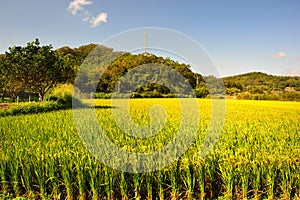 Lush green paddy in rice field. Spring and Autumn Background