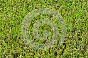 Lush green paddy in rice field. Spring and Autumn Background