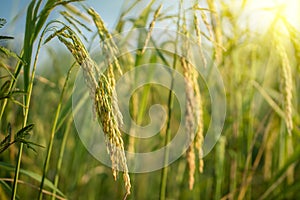 Lush green paddy in rice field. Spring