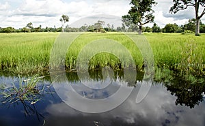 Lush green paddy in rice field. Spring and Summ