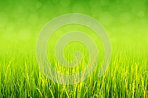 Lush green paddy in rice field. Spring and Summer Background