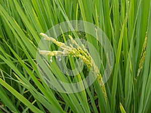 Lush green paddy rice in rice field, Spring and Summer Background