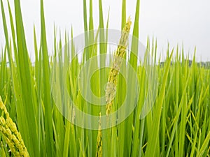 Lush green paddy rice in rice field. Spring and Summer Background