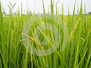 Lush green paddy rice in rice field. Spring and Summer Background