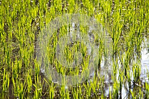 Lush green paddy in richfield