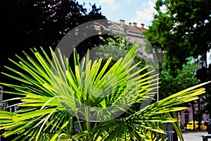 Lush green palm fern closeup in city park. summer sidewalk detail