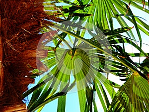 Lush green palm frond and leaves in the background with bright blue sky and white clouds