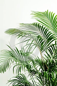 Lush Green Palm Fronds Against White Background